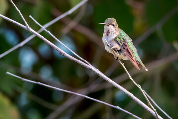 Naklejka premium Juvenile Ruby-throated Hummingbird with Gorget Colors Beginning to Show