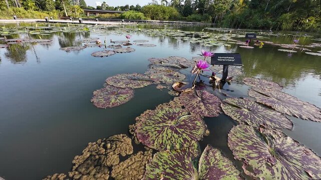 Serene pond filled with colorful water lilies, floating leaves, and boardwalk reflections
