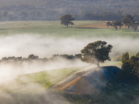 Misty rural landscape with tree in Yapeen, Victoria, Australia