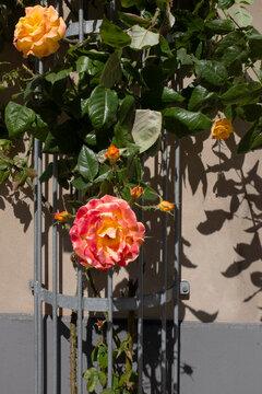 Colorful rose blooms on metal trellis in urban garden