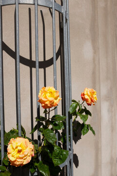 Yellow rose beside metal trellis in urban sunlight