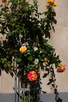 Rose flower on metal trellis against urban wall