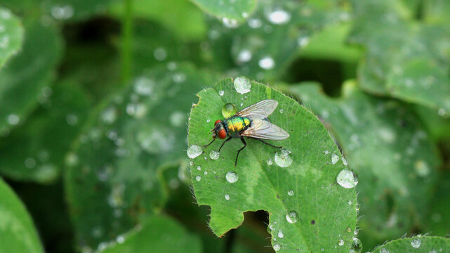 Goldfliege, wartet im Regen auf die Sonnne.