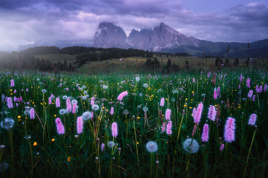 Alpe di Siusi blooming wildflower meadow at dusk in Dolomites, Italy. Summer alpine landscape with pink knotweed flowers, dandelions, mountain peaks, dramatic purple sky with dark clouds at twilight