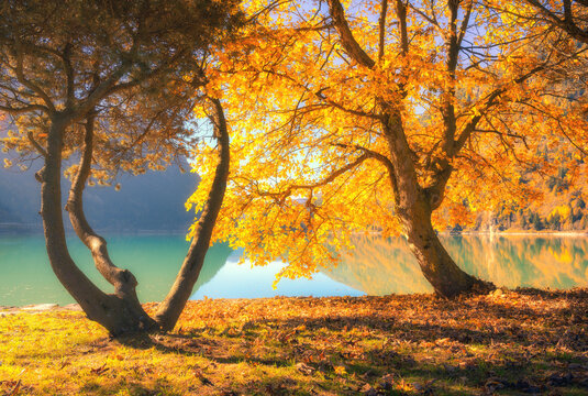 Golden maple trees on turquoise alpine lake shore at sunset in Switzerland. Autumn landscape with fallen orange leaves, mountain reflection and clear water during golden hour light in fall. Nature