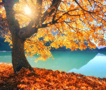 Golden maple tree with autumn leaves on turquoise alpine lake shore in Switzerland at sunset. Fall landscape with sunbeams, sun flare, tree with fallen orange and red leaves, water reflection
