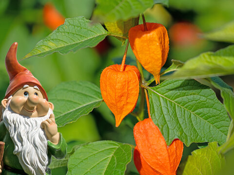 A close-up of the fruits of the Chinese lantern flower