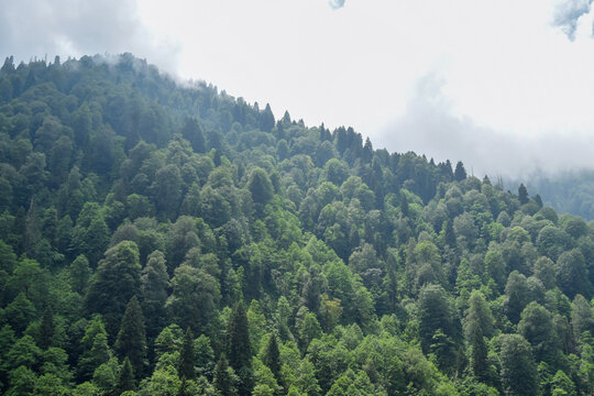 Misty forested mountain landscape in Ayder, Rize, Turkiye