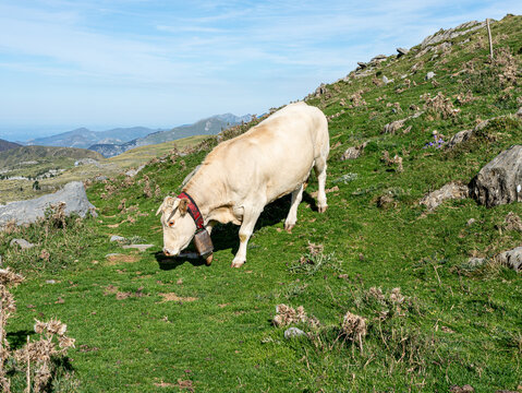 A light-colored cow with a large traditional cowbell grazing on a green, sloping mountain pasture with distant hazy peaks under a bright blue sky.