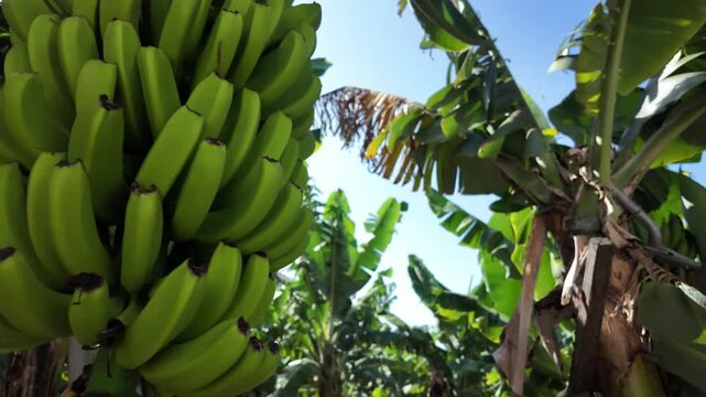 Dynamic handheld image of banana trees in Costa Rica&rsquo;s tropical farm, emphasizing natural beauty and agricultural richness.
