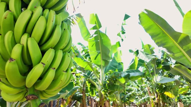 Close-up handheld photo of banana plantations in Costa Rica, highlighting the rich green foliage and thriving tropical farm environment.