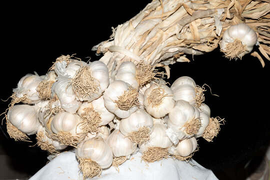 Indispensable for your kitchen, geographically indicated natural Taskopru garlic for health. Kastamonu,TR