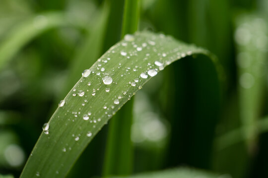 Close-up of the white dewdrops on the grass