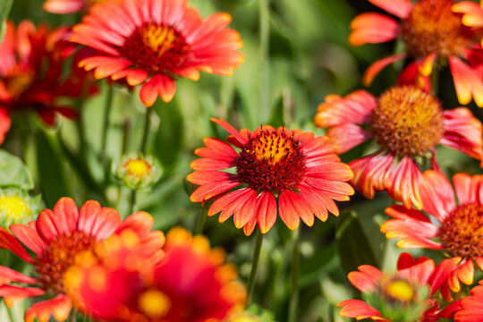 Vibrant red blanket flowers blooming in a wild garden