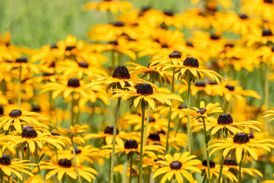 Yellow black-eyed Susan flower meadow in summer sunlight