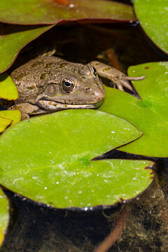 Frog resting among lily pads in a natural pond