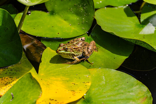 Wild frog resting on lily pad in a sunlit pond