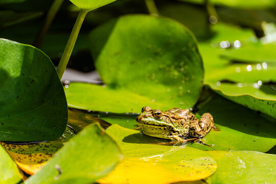 Wild frog resting on lily pad in a natural pond