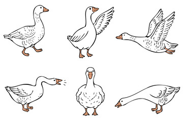 Hand drawn white goose set isolated vector illustration © Kateryna Zakorko