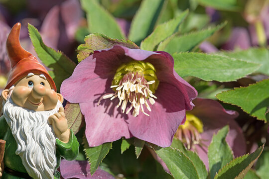 Blooming spring roses, Helleborus orientalis, in the spring