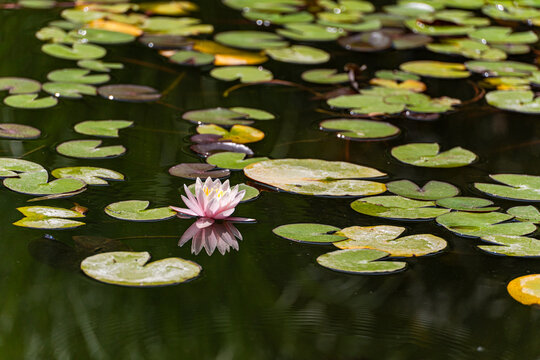 Pink water lily among floating lily pads on a pond