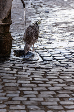 Gull drink from fountain on wet Rome cobblestone street