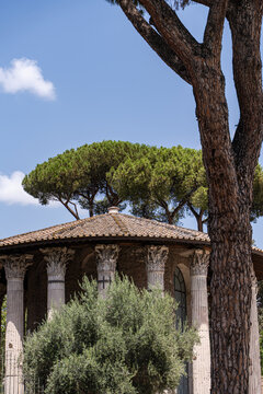Ancient Roman ruins and umbrella pine trees in Rome, Italy
