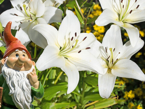 Blooming white lilies, close-up