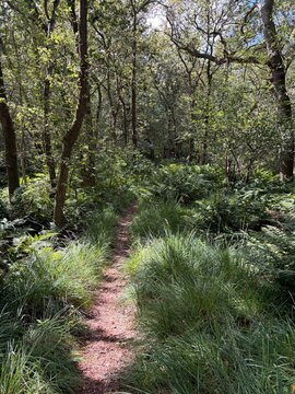 Gaasterland Forest Trail Through Ferns
