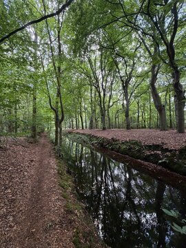Gaasterland Forest Canal Path with Tree Reflections