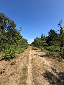 Gaasterland Rural Path Through Lush Green Landscape