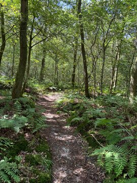 Forest Trail Through Gaasterland Woodland