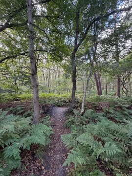 Gaasterland Forest Trail Through Lush Ferns