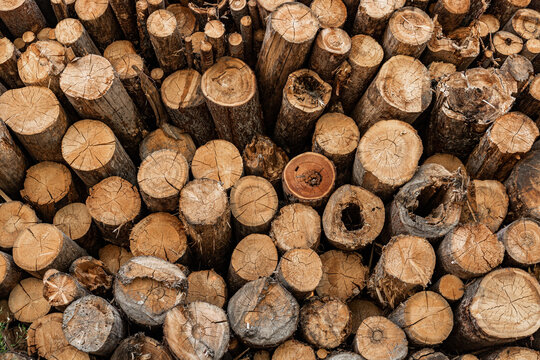 Cut firewood logs with visible growth rings and bark