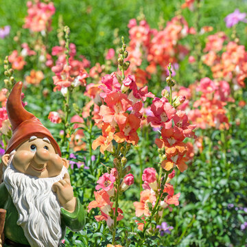 A close-up of a blooming snapdragon