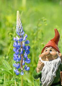 Blooming lupines ,Lupinus, in the spring