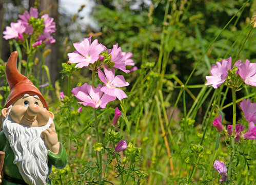 Mallow Flowers in the Forest