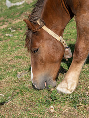 Close-up shot of a brown draft horse with a dark mane and bell collar grazing on green pasture grass outdoors. © Licia.Galli
