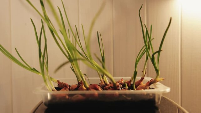 Fresh green onion sprouts growing at home in a container, creating a simple indoor vegetable garden.