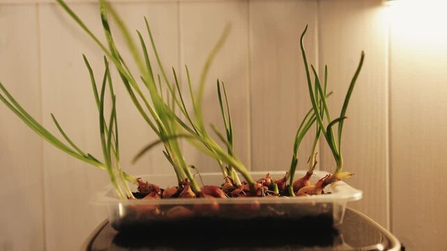 Green onion growing indoors in a small container on a windowsill, showing fresh edible shoots at home.