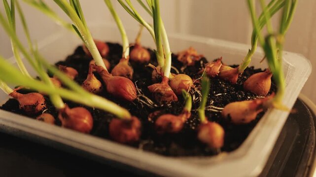 Young green onion shoots growing from bulbs in a tray, showing simple indoor food cultivation at home.