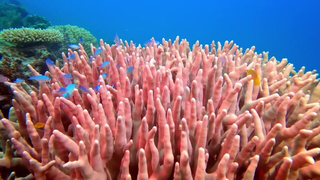 Vibrant pink staghorn coral provides shelter for small blue tropical fish, showcasing the colorful and diverse marine life thriving in the clear blue ocean waters around Koh Samui, Thailand