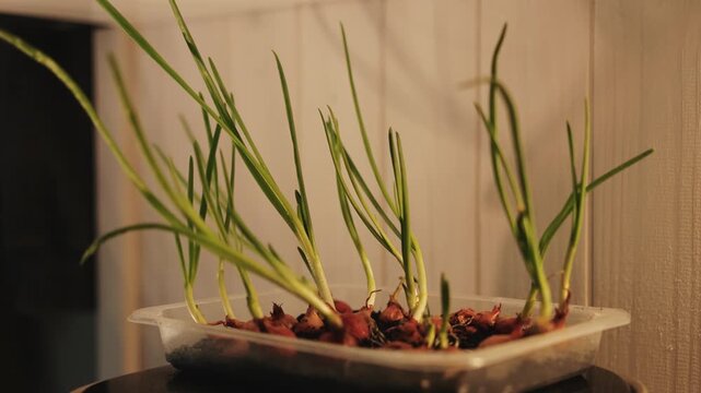 Growing green onions at home, with fresh shoots developing under indoor light near a window.
