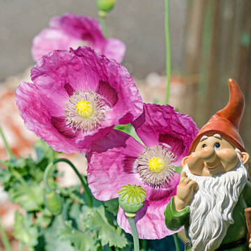 Blooming opium poppy, Papaver somniferum,