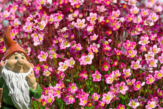 Blooming Moss Saxifrage, Saxifraga, Close-up