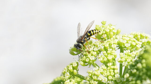 Something like a Hoverfly, Hover Fly or flower flies 