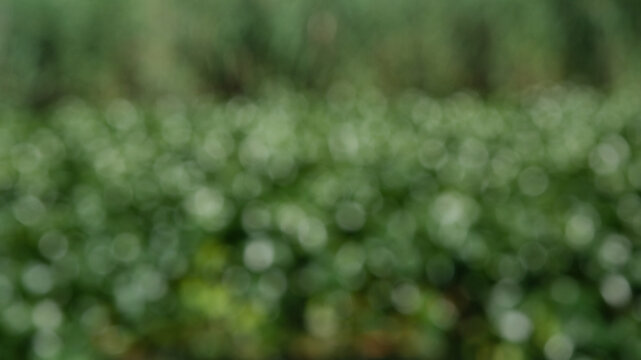 Abstrakter gr&uuml;ner Naturhintergrund mit weichem Bokeh. Unscharfe verschwommene Seerosenbl&auml;tter  mit Schilf im Hintergrund als k&uuml;nstlerische Textur