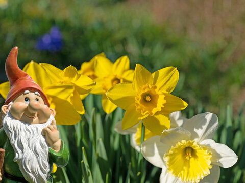 Blooming daffodils, Narcissus, in the spring