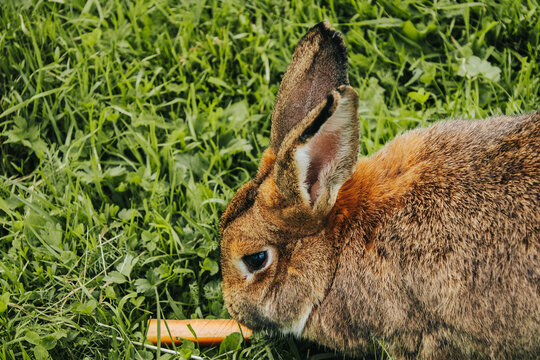 Brown rabbit with large ears nibbling on a carrot while sitting on lush green grass in a sunny outdoor setting