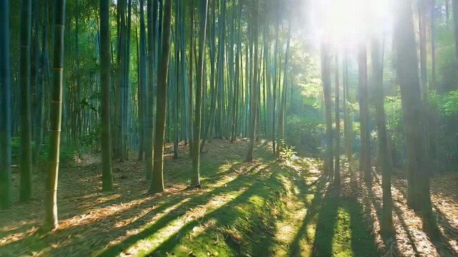 Peaceful bamboo grove with patterned sunlight creating geometric shadows